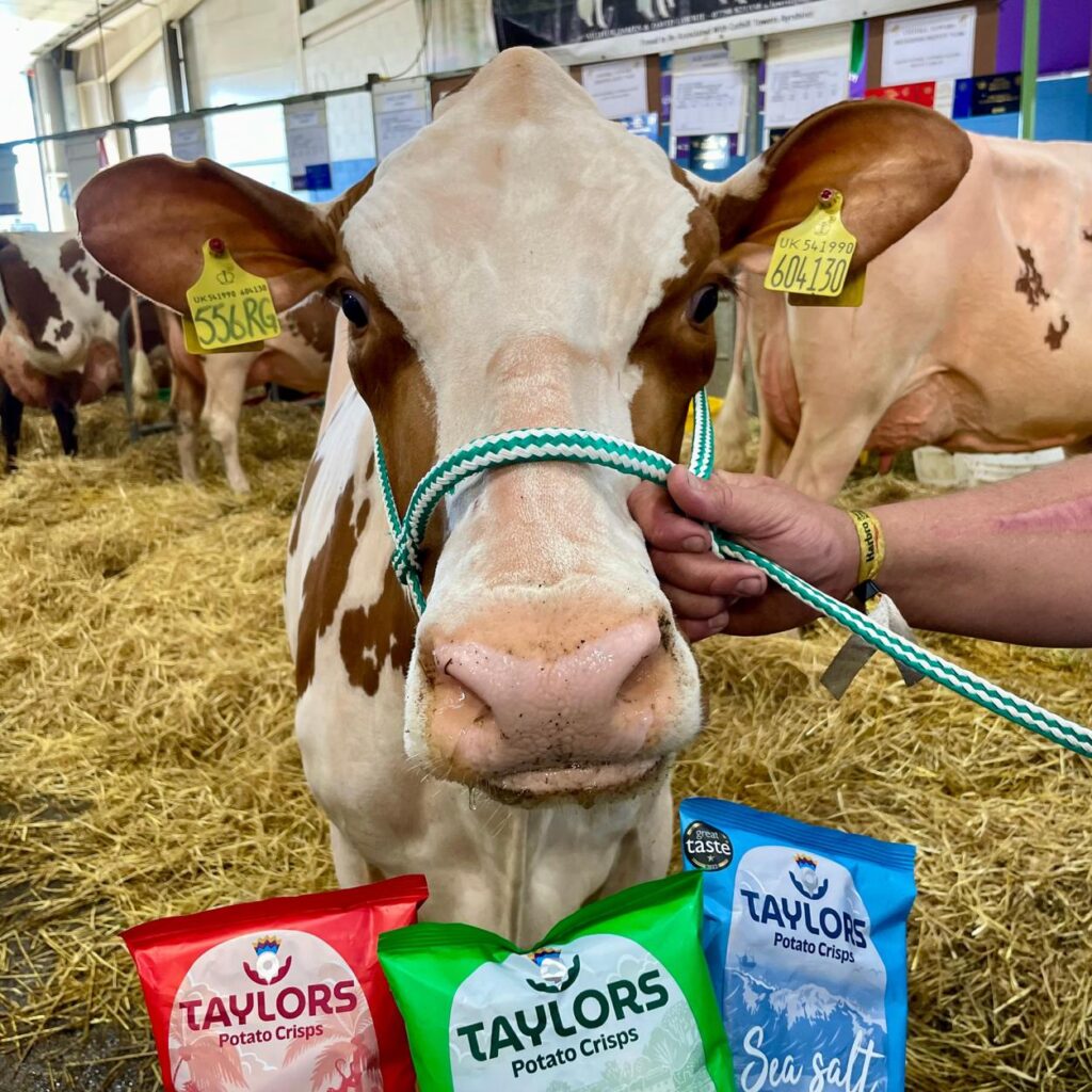 One of the prize cattle from the Royal Highland Show in 2023, where Taylors sampled their new snacks as part of the Mackies Crisps rebrand.