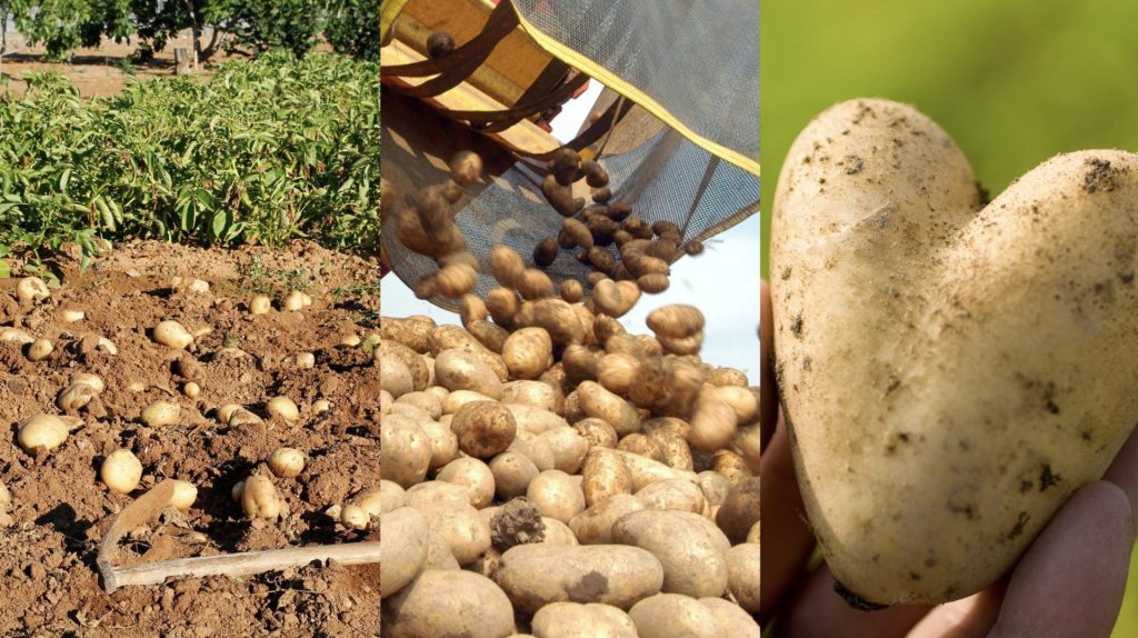 Three photos of potatoes, from left to right; in a field, in a sorter and a heart-shaped potato. In honour of National Potato Day.